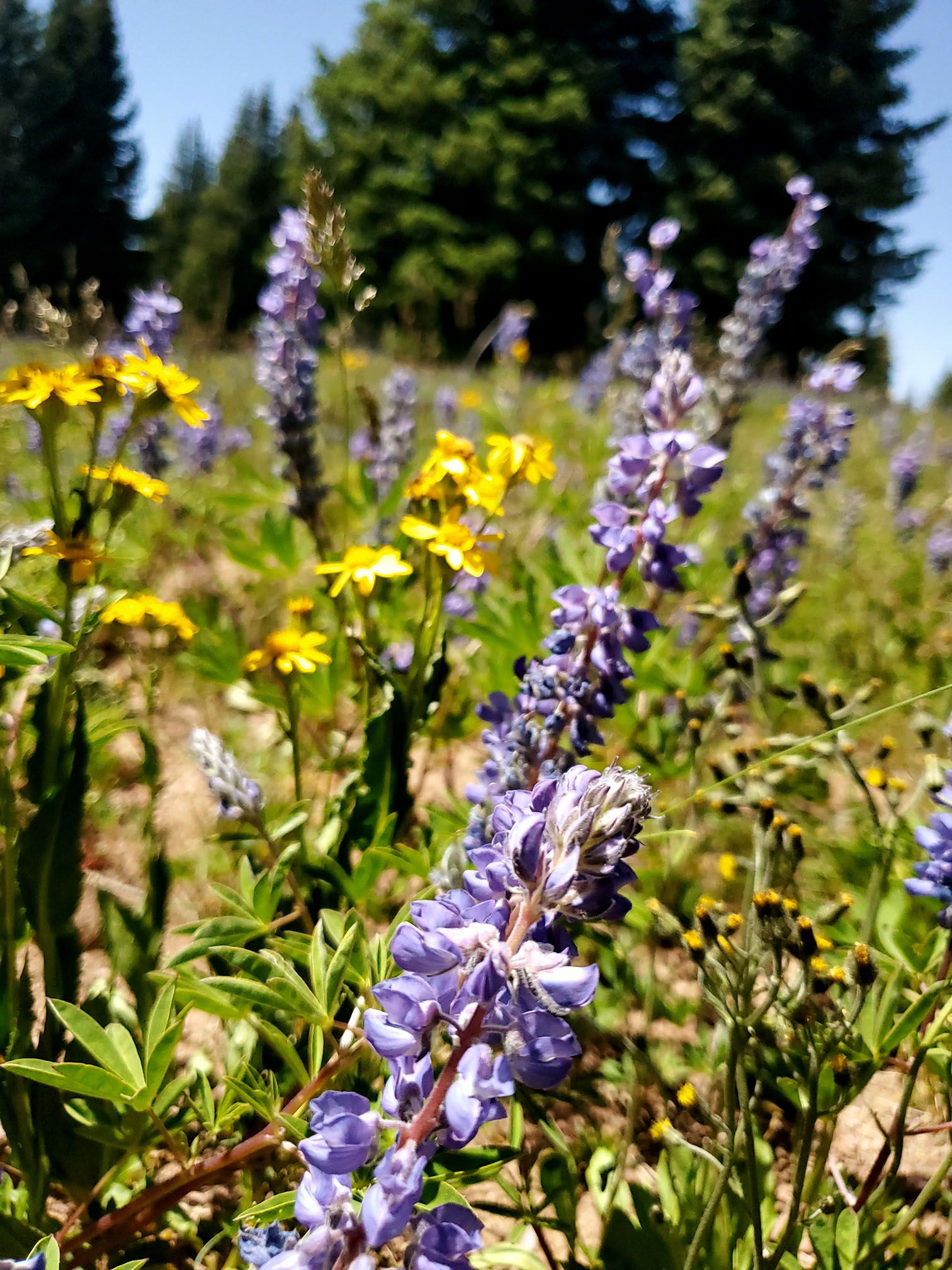 purple and yellow wildflowers